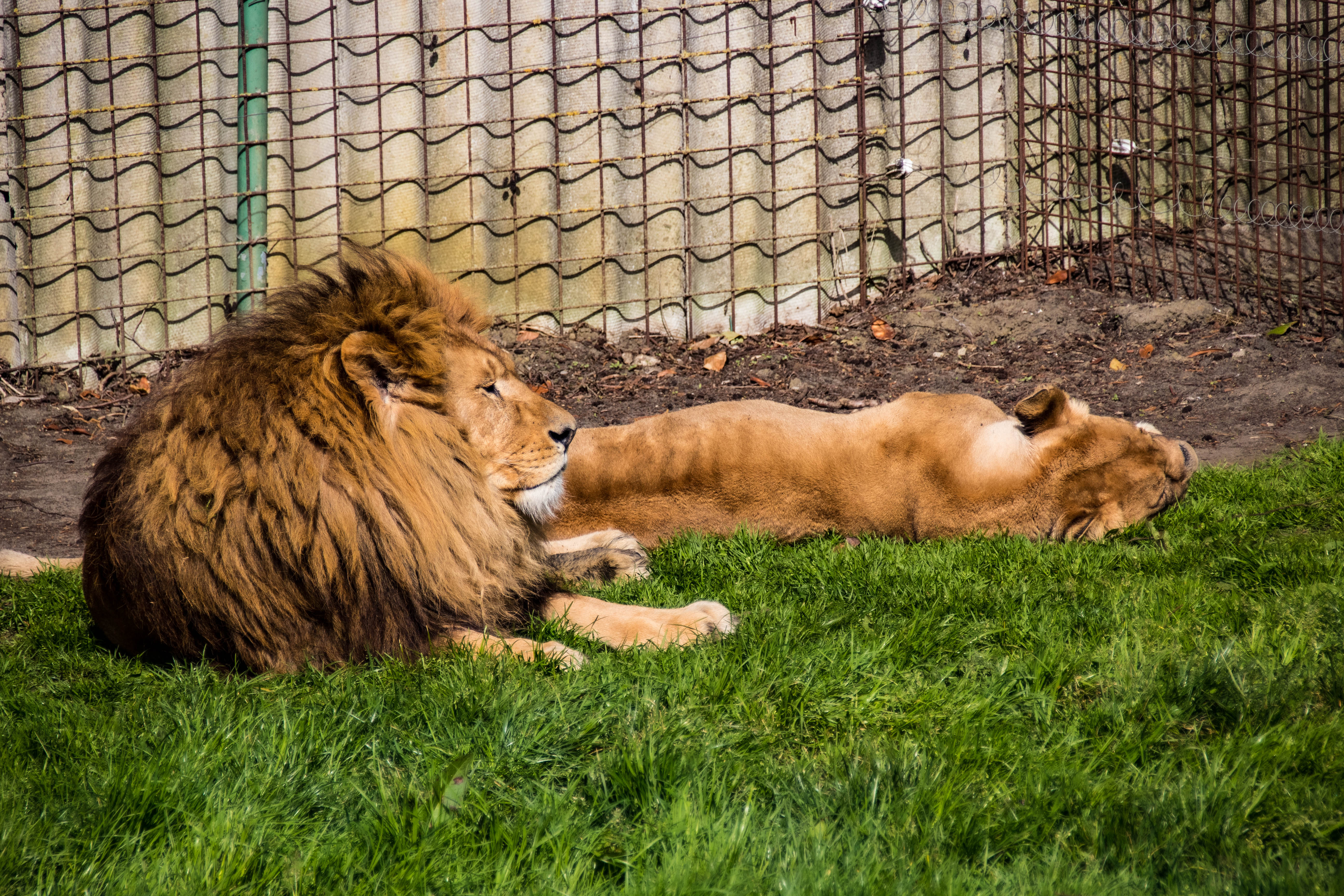 Lion et lionne-_MG_0191.jpg